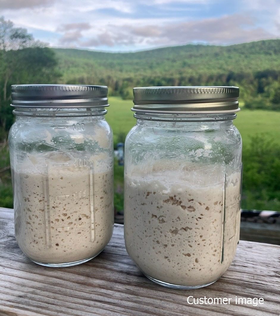 "BENNY" - Premium Gluten Free Dehydrated Sourdough Starter (20g) - Image 3